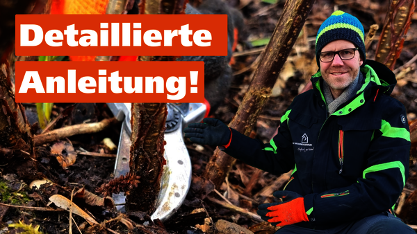 Vorschaubild für ein YouTube-Video zum Thema Johannisbeeren schneiden