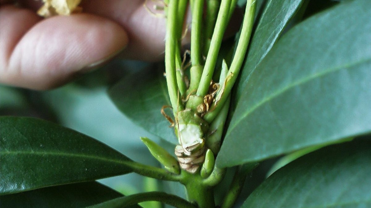 Verblühte Blüten an Rhododendron werden entfernt.