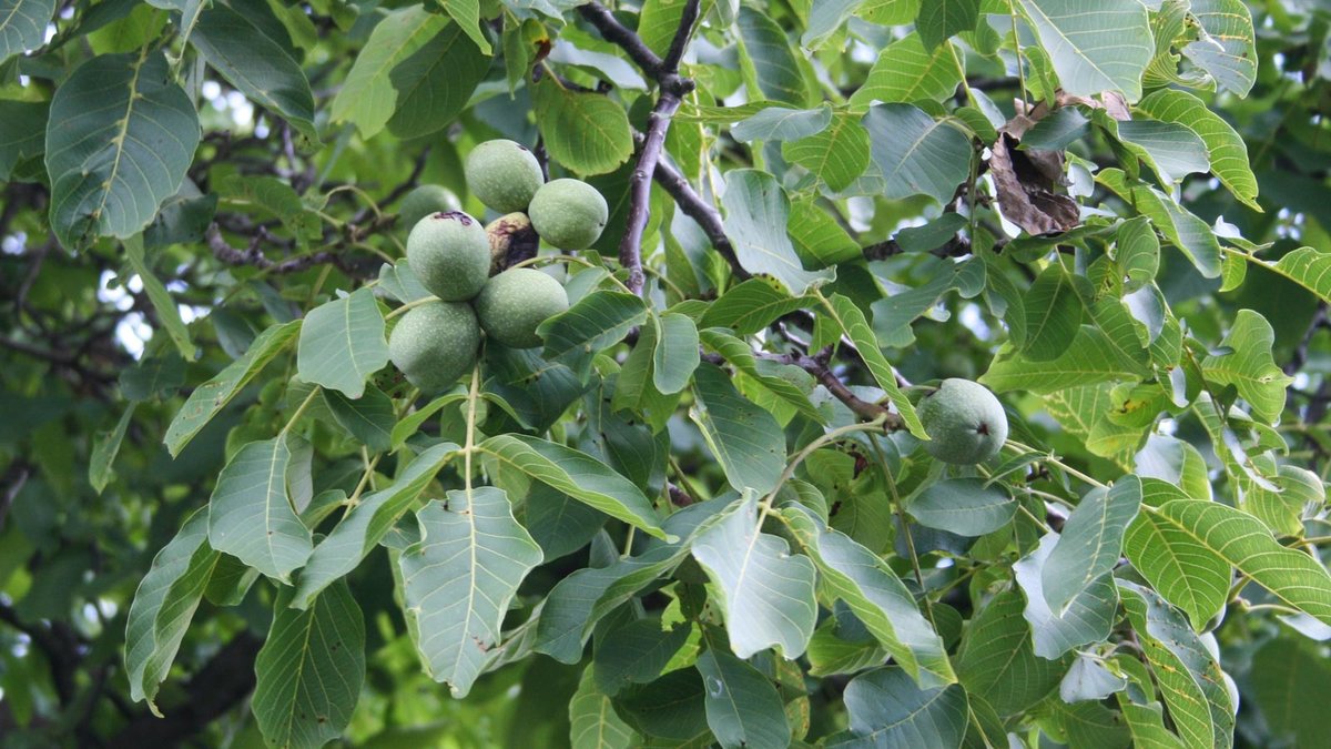 Walnüsse am Baum hängend.