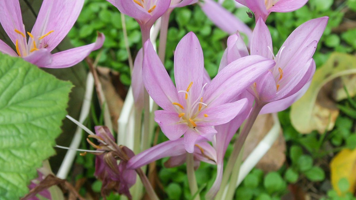 Blüte der Herbstzeitlosen 