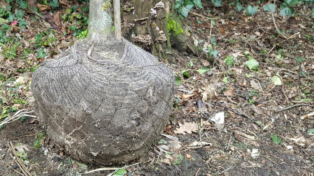 Erdballen eines Baumes