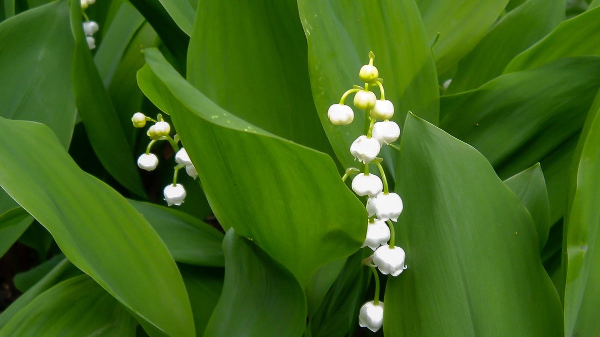 Blüten und Blätter vom Maiglöckchen