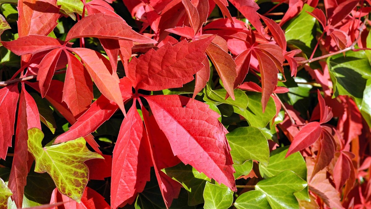 Herbstfärbung beim Wilden Wein