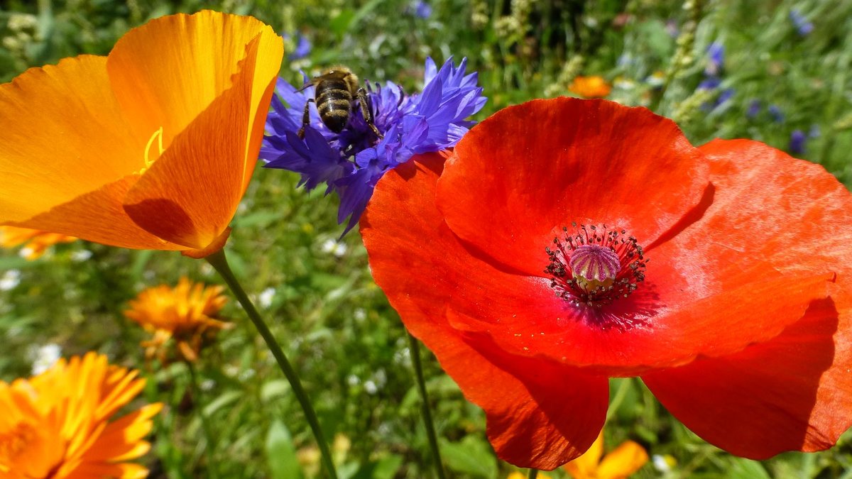 Blüten und Biene in einer Blumenwiese