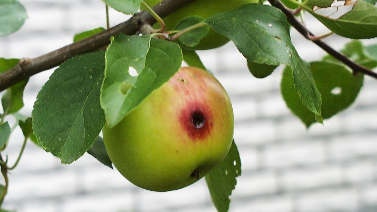 Einbohrloch des Apfelwicklers