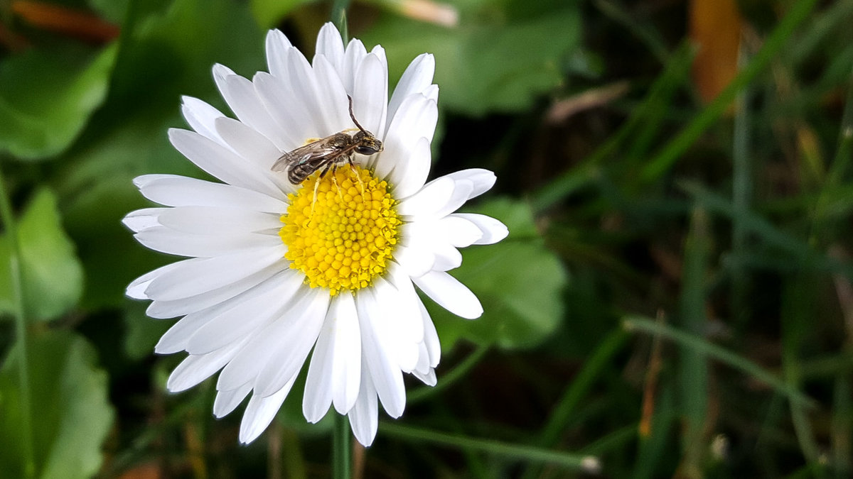 Gänseblümchen Blüte mit Wildbiene