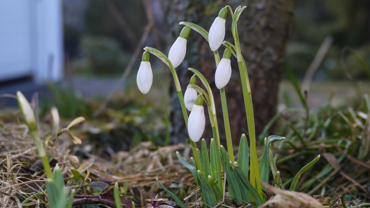 Schneeglöckchen in Blüte