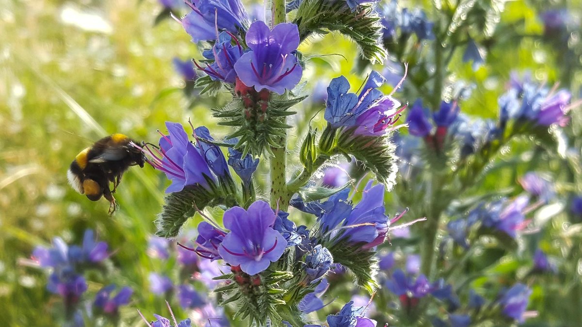 Hummel an der Blüte vom Gewöhnlichen Natternkopf.