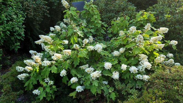 Eine Eichenblättrige Hortensie die geschnitten werden kann.