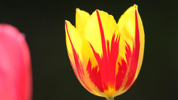 Blüte einer Tulpe