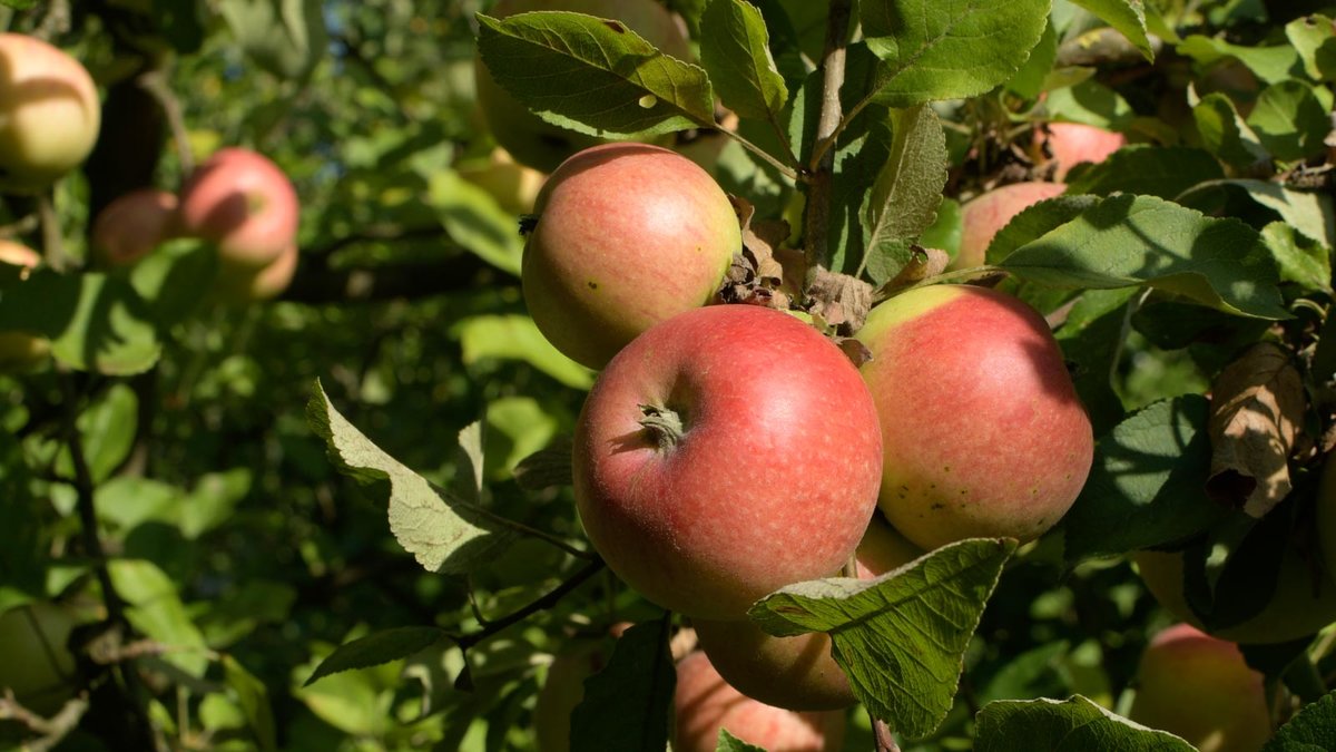 Äpfel der Sorte Alkmene an einem Trieb 