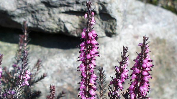 Blüten der Schneeheide