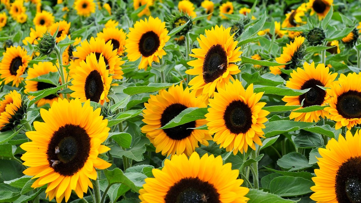 Blüten von Sonnenblumen