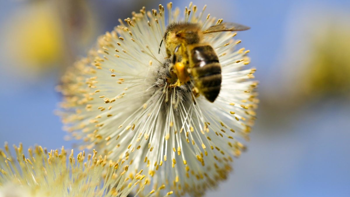 Biene an Blüte der Salweide