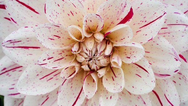 Weiß-rote Blüte einer Dahlie