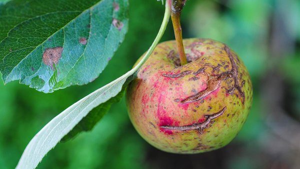 Apfel mit Schorfbefall