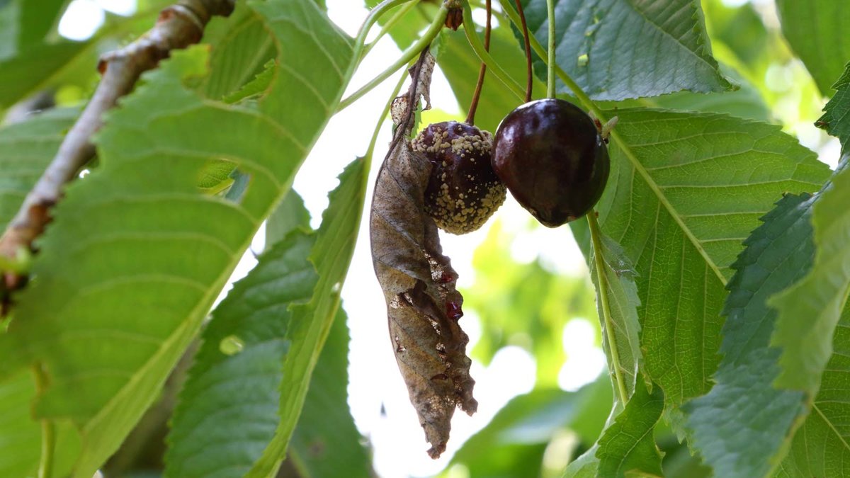 Mit Monilia befallene Frucht einer Süßkirsche