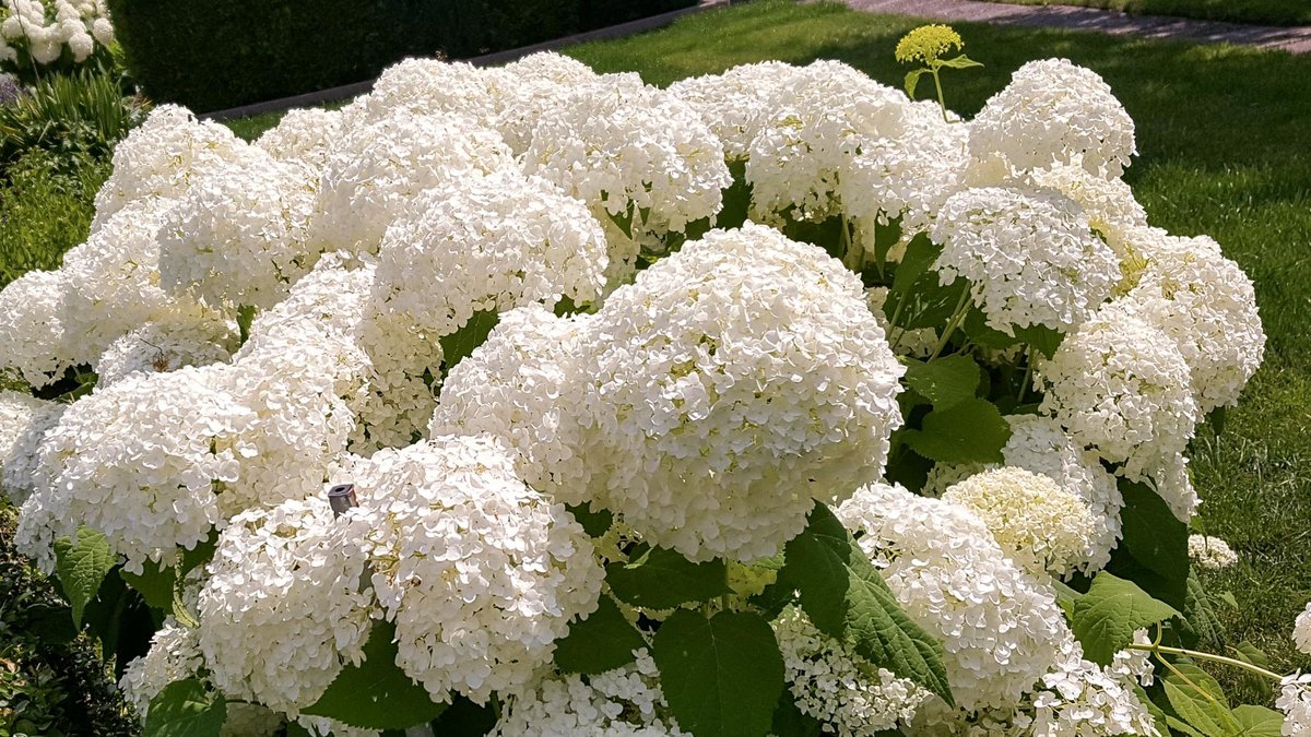 Blüten der Ballhortensie. 