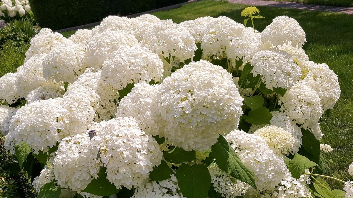 Blüten der Ballhortensie. Die Form dieser Hortensien-Blüten ist ballförmig.