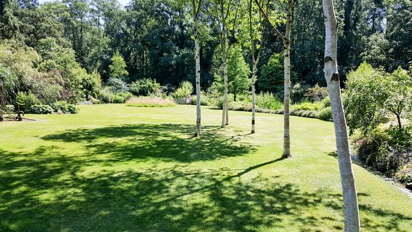 Sattgrüne Rasenfläche mit Sonnen- und Schattenbereichen und jungen Bäumen