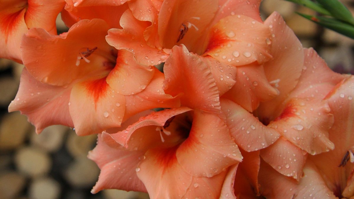 Blüte einer Gladiole 