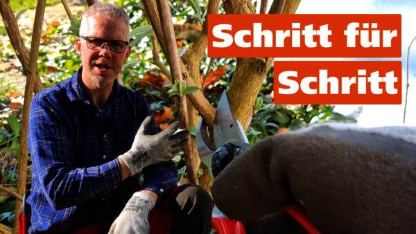 Ankündigungsbild zum YouTube-Video Sommerflieder schneiden