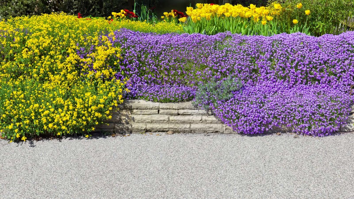 Pflanzung mit Stauden und Tulpen