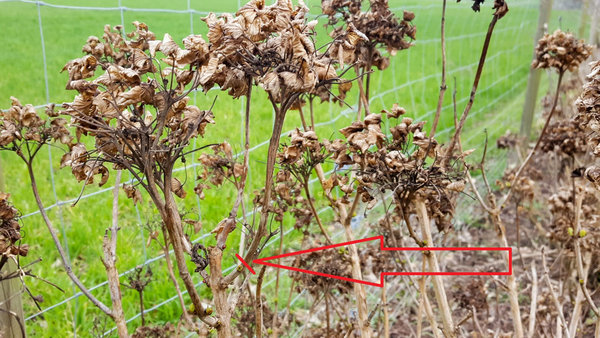Ein Pfeil zeigt die Stelle, an der Sie eine Tellerhortensie schneiden sollten.