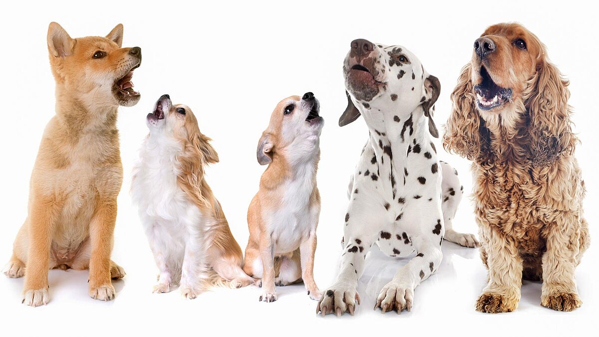 5 Hunde verschiedener Rassen nebeneinander vor weißem Hintergrund