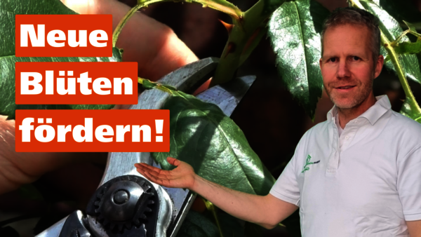 YouTube-Ankündigungsbild zum Video Rosenschnitt im Sommer