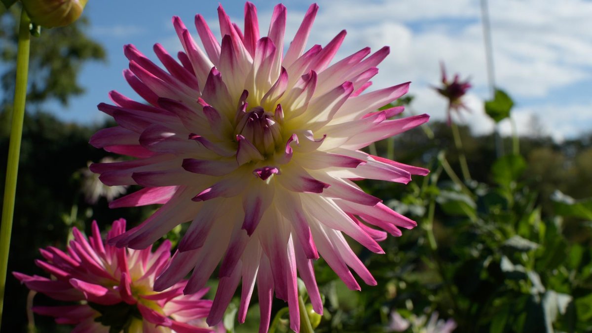 Weiß-rosafarbene Blüte einer Dahlie