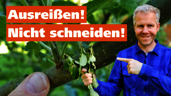 Vorschaubild für ein YouTube-Video zum Thema Juniriss mit Gartenberater Philippe Dahlmann