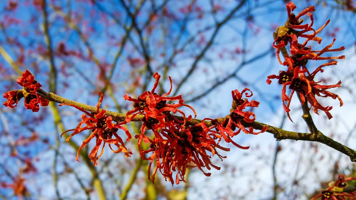 Rote Blüte einer Zaubernuss