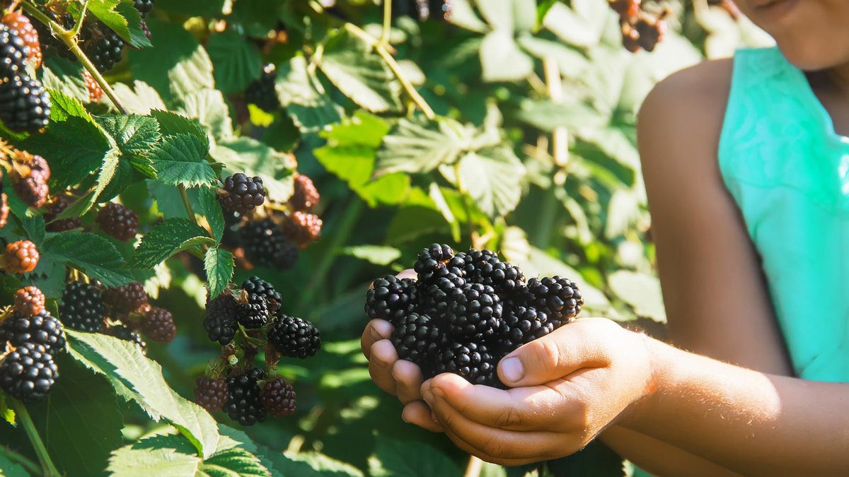 Geerntete Brombeeren in einer Hand