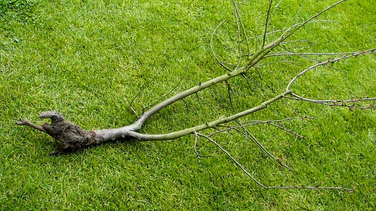 Abgefressen Wurzeln an einem Obstbaum