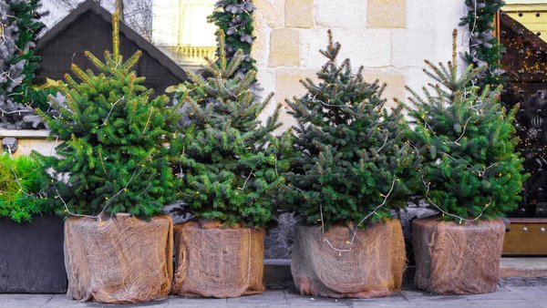 Vier kleine Weihnachtsbäume mit Ballen in Jutesack nebeneinander