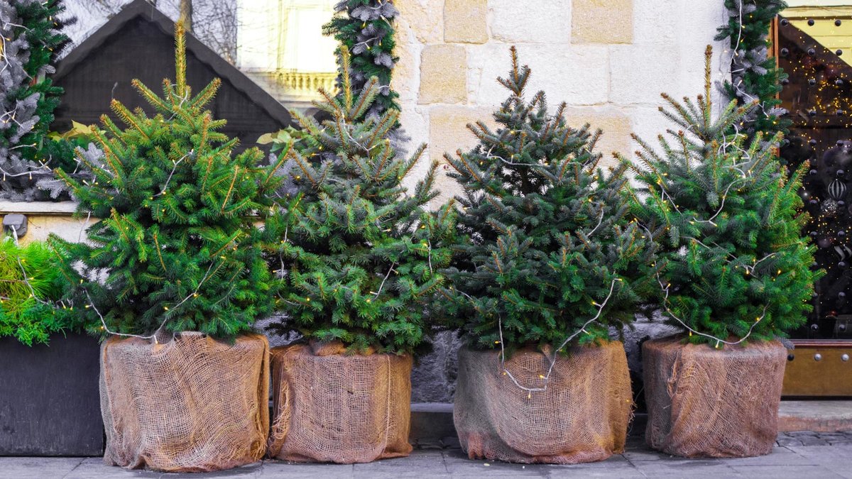 Vier kleine Weihnachtsbäume mit Ballen in Jutesack nebeneinander