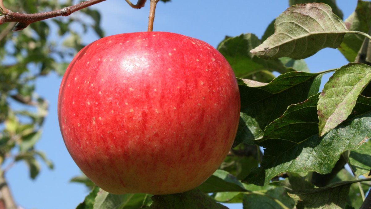 Apfel an einem Baum hängend