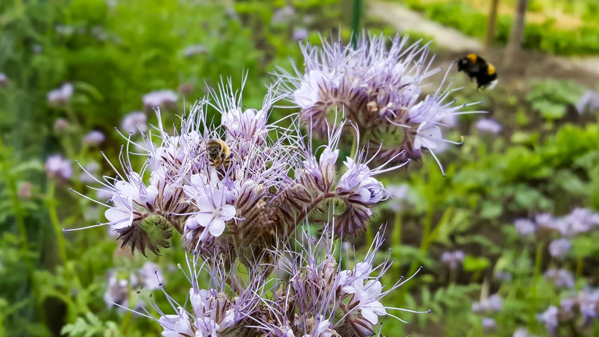 Phacelia Blüte mit Insekten