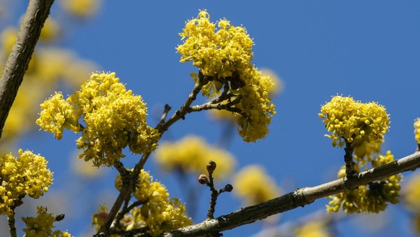 Nahaufnahme der Blüten einer Kornelkirsche