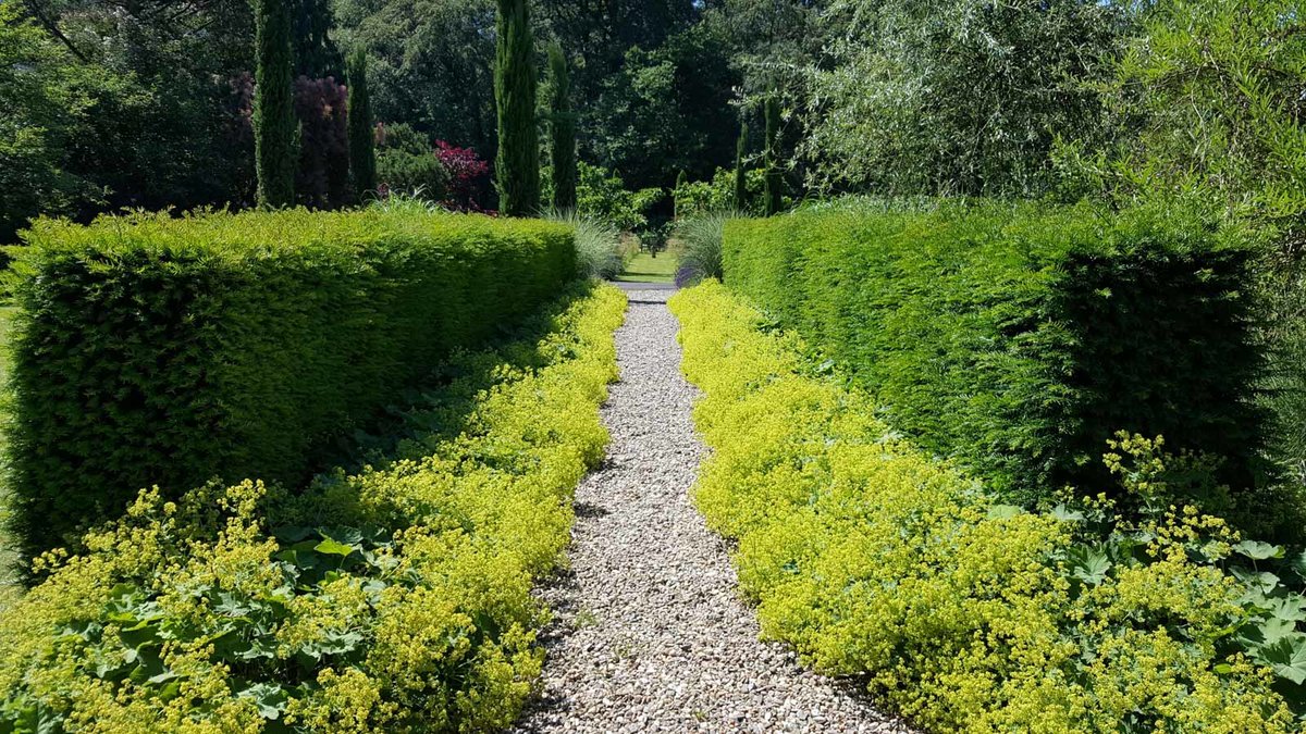 Eibenhecke mit Stauden