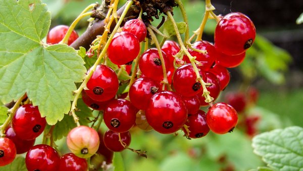 Rote Früchte der Johannisbeere an einem Strauch hängend