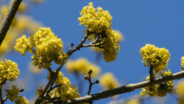 Blüte der Kornelkirsche