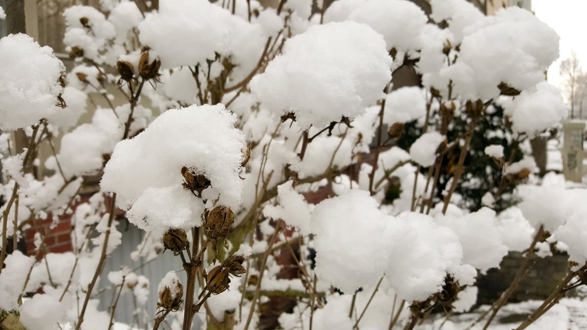 Schnee der auf Pflanzen liegt