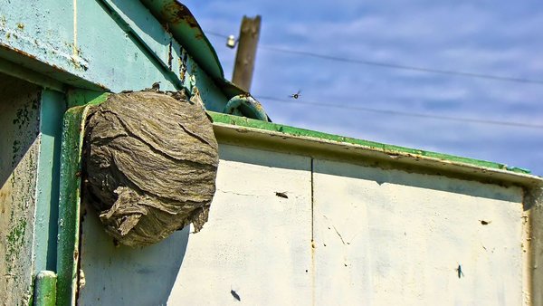 Nahaufnahme von einem Wespennest an einer Gartenhaustür