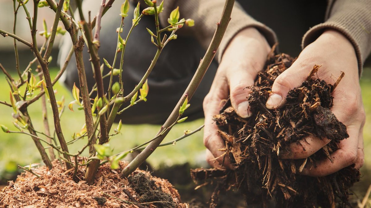 Pflanzbeet wird mit Mulch abgedeckt 