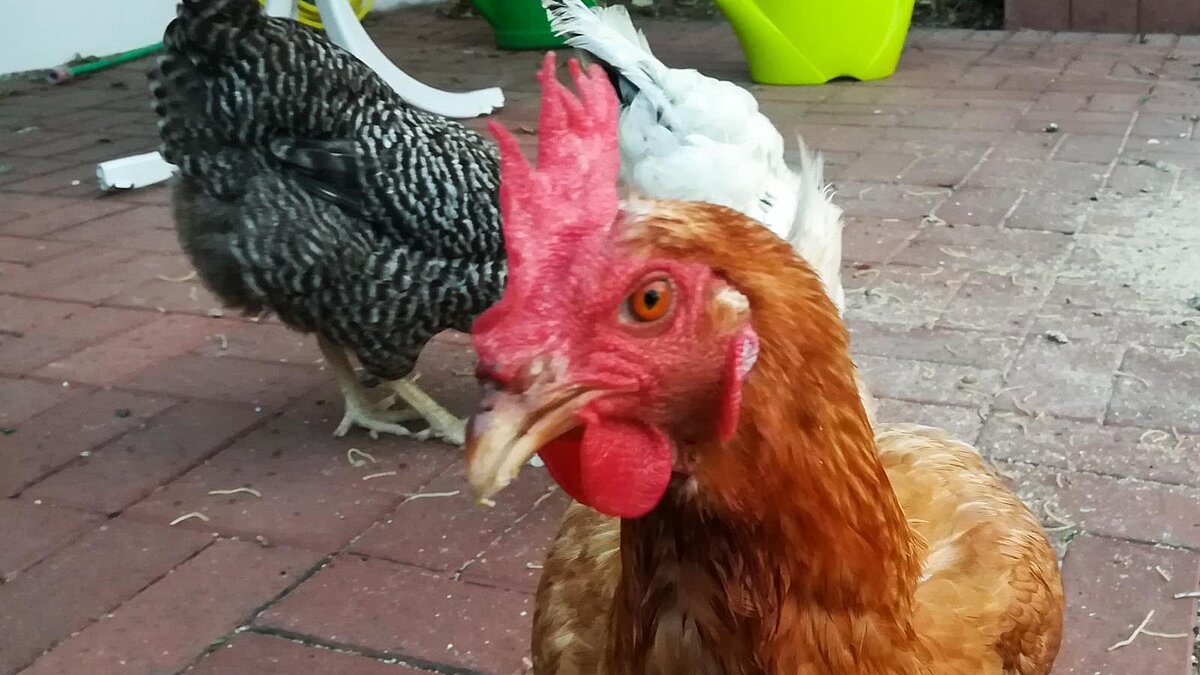 Großaufnahme eines Huhns mit zwei Hühnern im Hintergrund