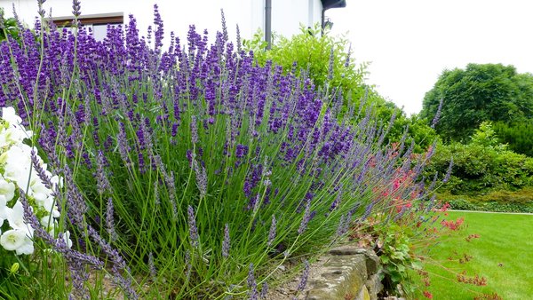 Blühender Lavendel 