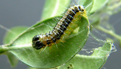 Raupe des Buchsbaumzuenslers auf einem Blatt