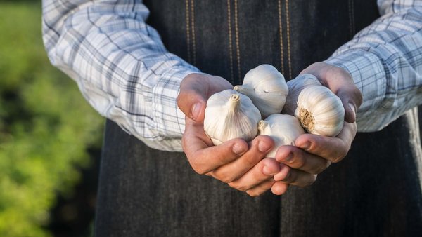 Person hält geernteten Knoblauch in den Händen